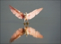 Roseate-Spoonbill;Spoonbill;Reflection;Flight;flying-bird;one-animal;close-up;co